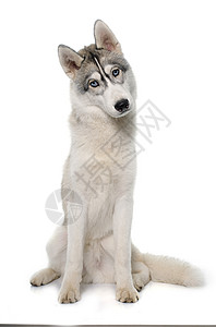 灰色的西伯利亚霍斯基宠物动物蓝色雪橇毛皮小狗眼睛工作室背景图片