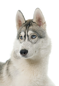霍恩斯灰色利亚雪橇犬蓬松的高清图片