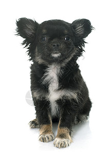 年轻的小吉娃娃小狗长发宠物黑色动物工作室背景图片