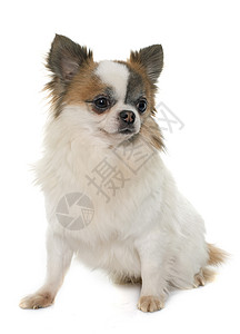 年轻的小吉娃娃宠物小狗白色长发棕色工作室动物背景图片