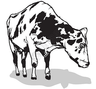 斑点奶牛绘画农业波动插图动物牛奶牛肉配种黑与白反刍动物背景图片