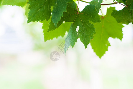 柔软的葡萄叶白色宏观酒厂农场树叶绿色藤蔓太阳植物晴天背景图片