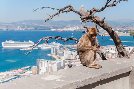 城市猴子直布罗陀的Barbary 漫画猴子动物群旅游动物学巴巴荒野哺乳动物半岛海峡蓝色毛皮背景