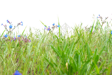 青草和蓝色鲜花风格花园草地宏观场地装饰叶子季节生长边界图片