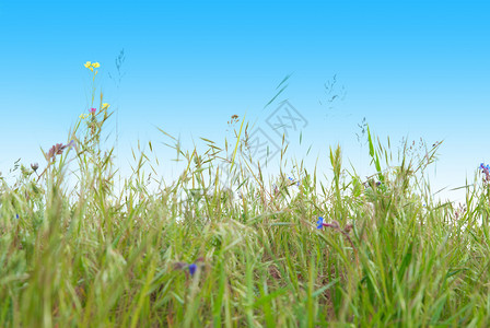 绿草和天空农场晴天墙纸场地季节装饰国家叶子生态风格图片