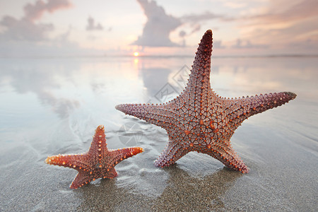 日落时有两条海星在海滩上海浪日出海洋假期星星太阳蓝色天堂热带天空背景图片