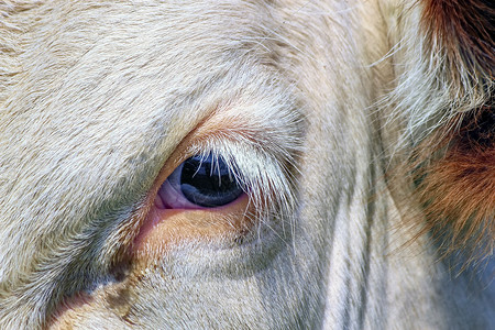 瑞士弗里堡母牛眼高清图片