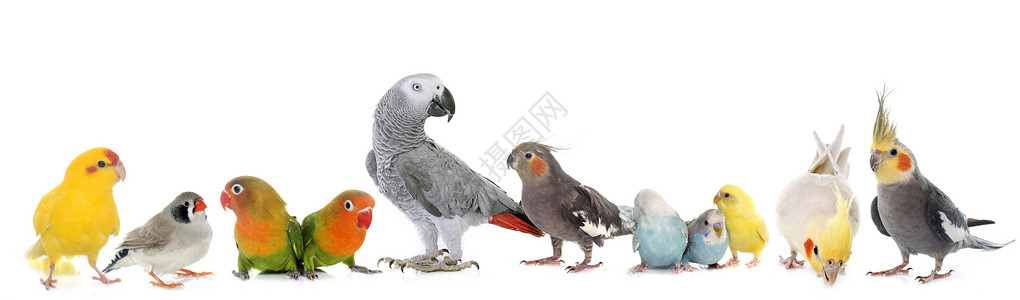 斑胸草雀鸟类群蓝色动物工作室男性鹦鹉团体虎皮囚禁灰色爱情背景