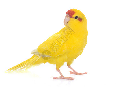 红面的Kakariki鹦鹉鸟笼红色蹦极工作室动物黄色蓝藻背景图片
