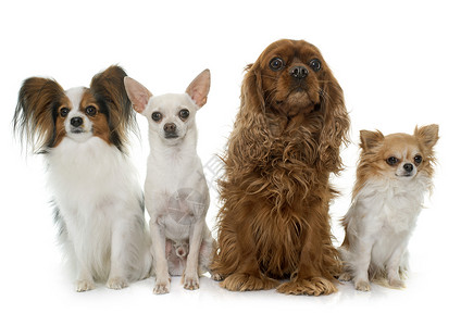 查理王骑士猎犬一组狗狗三色工作室动物棕色宠物猎犬团体成人白色骑士背景