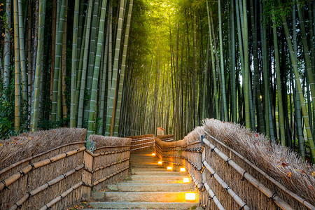嵯峨野竹林Arashiyama 竹木林植物森林小路游客地标热带文化丛林传统叶子背景