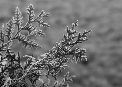 霜稻草黑与白播种机背景图片