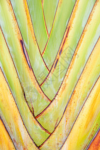 棕榈树热带扇子棕榈叶子叶柄树叶绿色植物背景图片