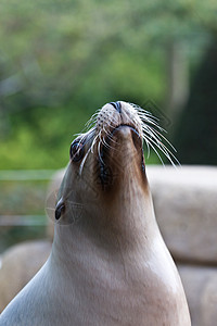 刺鼻海豹动物园动物动物学背景图片