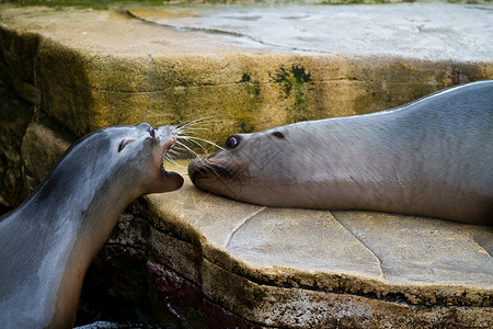 刺鼻海豹游戏动物园朋友们足类动物动物学高清图片