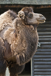 骆驼动物学动物园哺乳动物背景图片