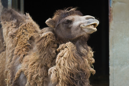 骆驼哺乳动物动物园动物学背景图片