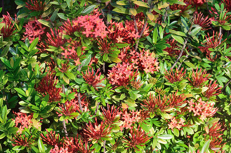 有叶子背景的红热带鲜花背景图片