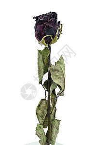 旧玫瑰花褪色红色枝条死亡玫瑰宏观叶子白色植物背景图片