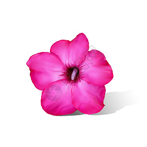 腺苷白色的沙漠玫瑰花朵紫色插图植物群植物阴影热带百合插画