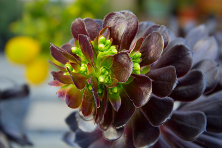 一份苏普尔植物的详细说明 苏普尔植物的花朵摄影花坛宏观肉质花瓣绿色圆圈叶子花园植物学背景图片