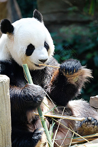 熊熊熊吃竹子白色动物园荒野野生动物黑色背景图片