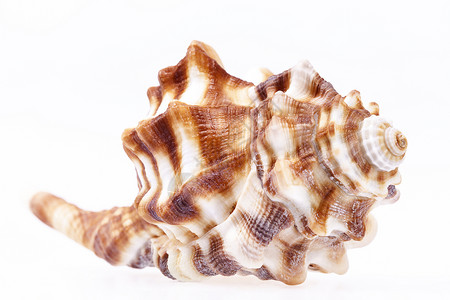 白色背景上孤立的马螺壳封套动物骨骼盐水海洋生物潜水热带海床水族馆贝壳海上生活背景图片