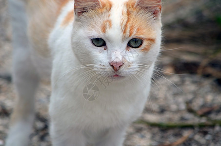 橙白小猫的肖像背景图片