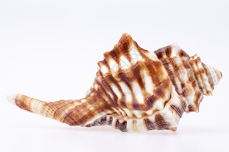 白色背景上孤立的马螺壳封套海洋生物野生动物动物水族馆海上生活荒野海床骨骼蓝色海景背景图片