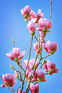 玛格洛丽亚花朵对抗天空心皮植物群花期花序花瓣生态植物玉兰繁荣植被背景