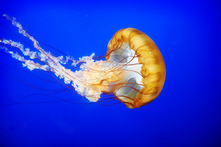 橘子水母动物生活荨麻辉光异国海洋游泳褐藻橙子海洋学高清图片