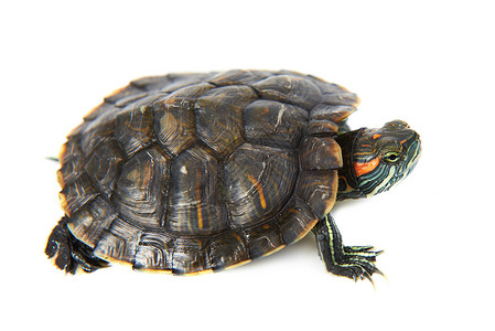 水龟陆龟自然亲爱的高清图片
