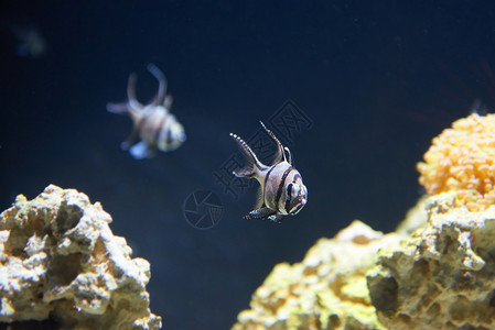 温哥华水族馆深的假期高清图片