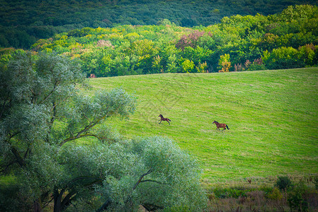 两匹马骑在绿草地上远景晴天木头植物牧场跑步国家农场太阳土地背景