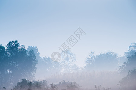 雾雾中的林中雨林植物森林叶子绿色日出自然现象阴影背景图片