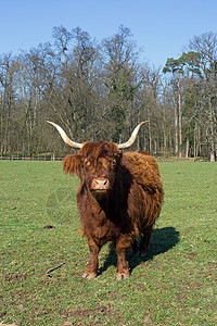 高地牛牛品种天空动物绿色棕色牧场家畜草地蓝色牛角背景图片