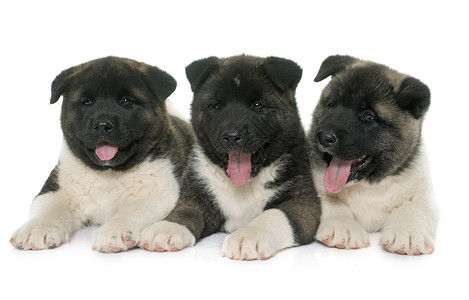美洲小狗宠物团体动物工作室白色棕色高清图片