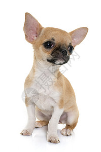 小狗短发吉娃娃动物棕色工作室宠物背景图片