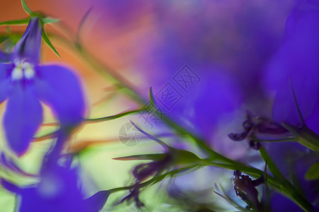 宏观摄影灯泡梦幻植物宏花花卉植物群宏观摘要花瓣摄影背景图片