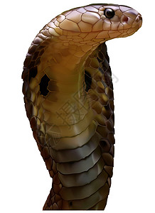 金眼镜蛇背景图片