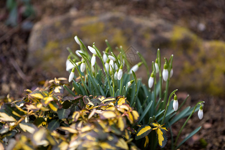 春天下雪时开花花店耐力投标花瓣植被生命草地雌蕊植物群进取心背景图片