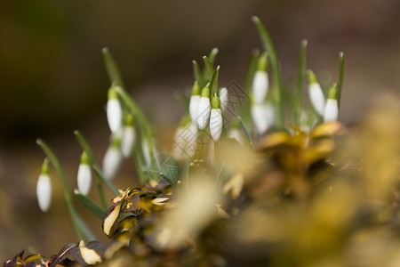 春天下雪时开花植被萼片花店植物群植物花瓣生命雌蕊进取心花园背景图片