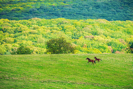 两匹马骑在绿草地上森林晴天场景国家季节牧场农村公园环境农场背景图片