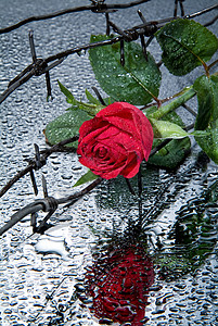 玫瑰和芭布电线金属液体危险树叶绿色玻璃背景图片