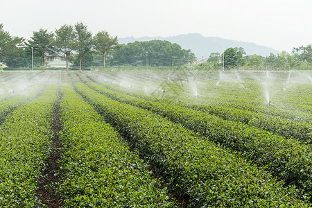 配有喷水灭水系统的绿茶种植田高清图片