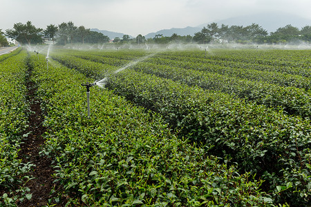 台湾农场TaiWan茶叶种植园农田农业植物群草地热带阳光场景天空土地爬坡背景