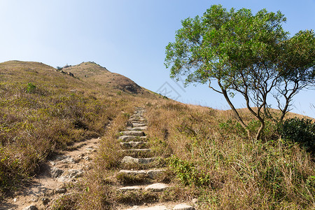 树型图素材兰图秋峰背景