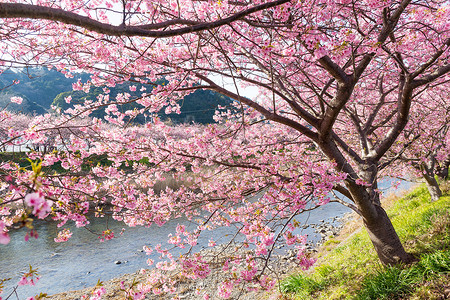 樱树蓝色花园植物学水果阳光农村压痛城市季节植物群背景图片