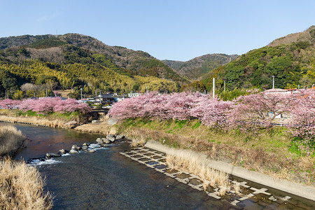 赏花有约川津河边有樱桃树背景
