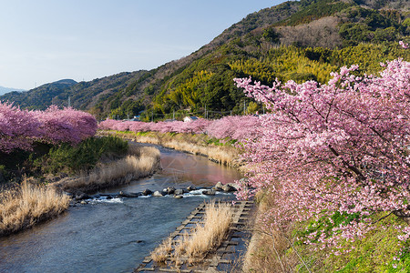 川津市的樱树天空樱花农村村庄季节植物群花园花瓣粉色城市背景图片